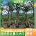 出售洋蹄甲洋紫荆移植袋苗5-15公分需要的老板联系