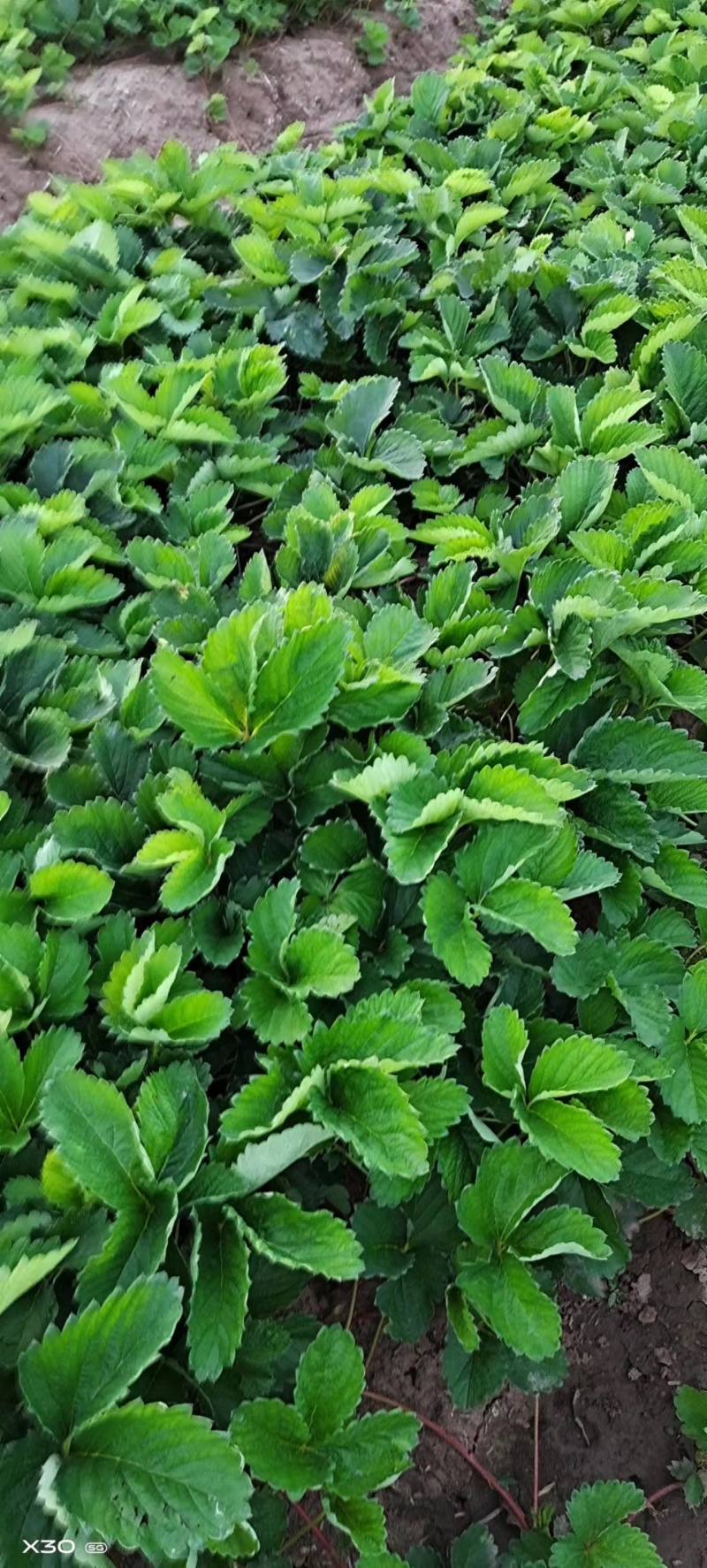 【香野草莓苗】精选品质保品种保成活支持技术指导价格优惠