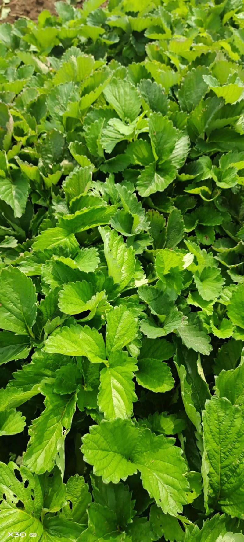【香野草莓苗】精选品质保品种保成活支持技术指导价格优惠