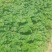 【香野草莓苗】精选品质保品种保成活支持技术指导价格优惠