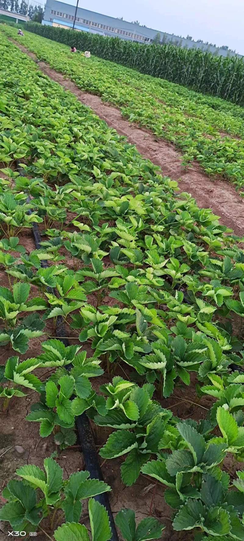 【香野草莓苗】精选品质保品种保成活支持技术指导价格优惠