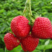 【甜宝草莓苗】安丘产地直发价格便宜技术指导包成活保品种