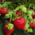 【甜宝草莓苗】安丘产地直发价格便宜技术指导包成活保品种