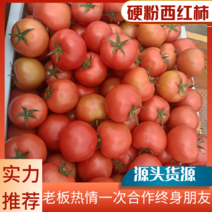 云南省元谋精品大红西红柿货源充足产地直供量大从优