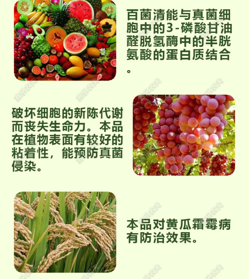 百菌清广谱杀菌剂霜霉病叶锈病疮痂病果树蔬菜花卉