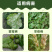 百菌清广谱杀菌剂霜霉病叶锈病疮痂病果树蔬菜花卉