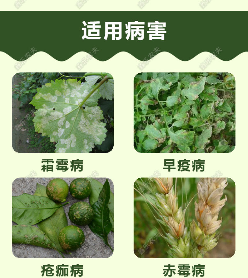 百菌清广谱杀菌剂霜霉病叶锈病疮痂病果树蔬菜花卉