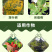 百菌清广谱杀菌剂霜霉病叶锈病疮痂病果树蔬菜花卉