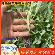 【视频看货】甘蓝苗品种京丰一号易成活产量高苗清秀整齐