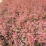 农户价批发红叶小檗，紫叶小檗，分支多，根系发达，成活率高