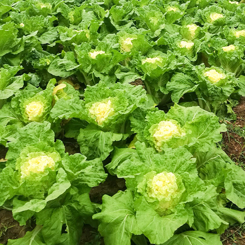 鸡蛋黄白菜种子大白菜种子耐寒春秋季鸭蛋黄黄心白菜种子