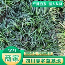 四川绵阳麦冬草量大从优欢迎各位老板随时致电咨询合作