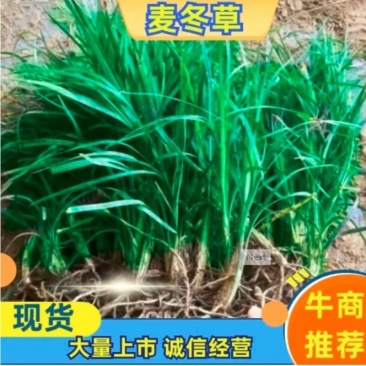 四川绵阳三台自己基地种植麦冬草货量大全年卖货一手价格全国接单