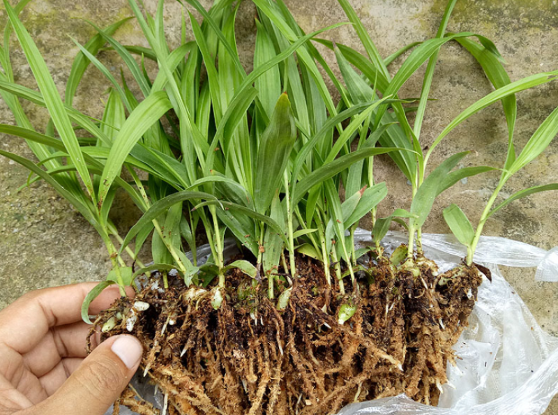 白芨种苗货源充足量大从优质量保证欢迎咨询