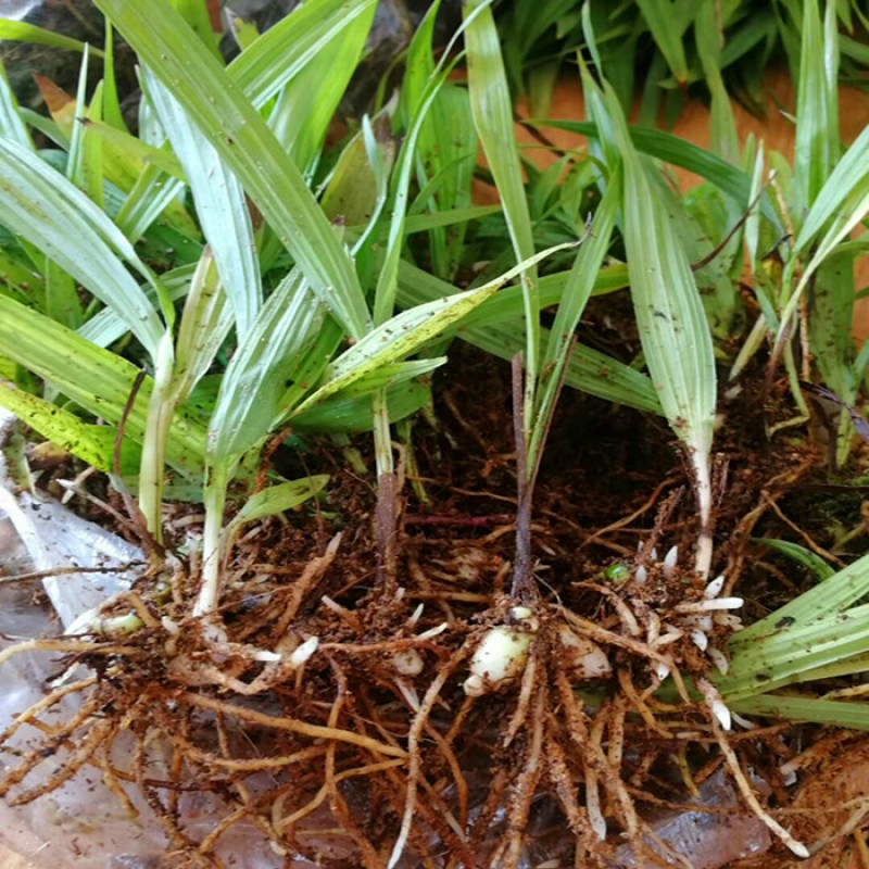 白芨种苗货源充足量大从优质量保证欢迎咨询