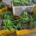白芨种苗货源充足量大从优质量保证欢迎咨询