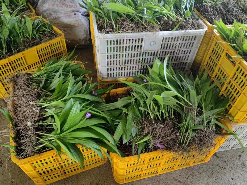 白芨种苗货源充足量大从优质量保证欢迎咨询