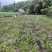 白芨种苗货源充足量大从优质量保证欢迎咨询