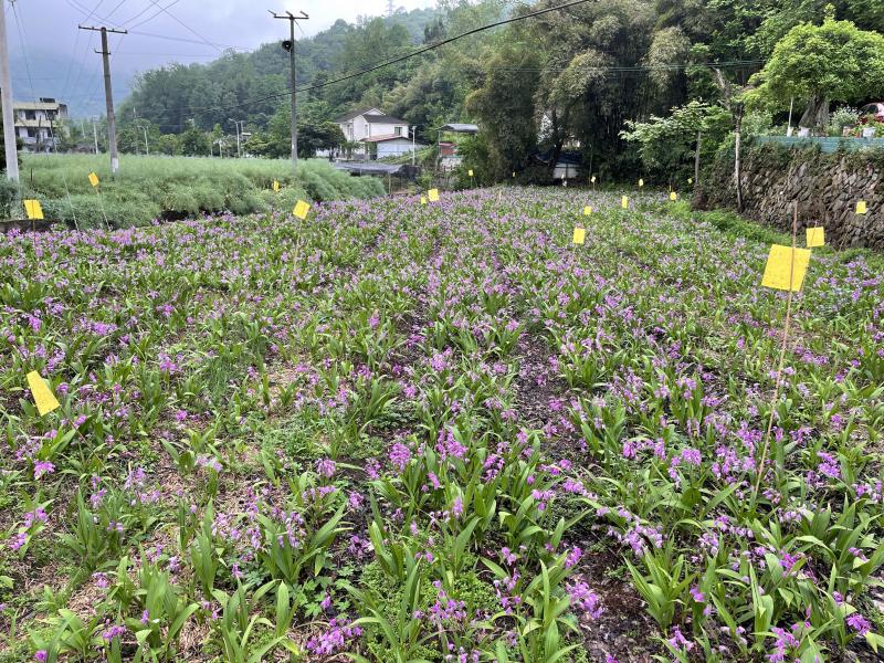 白芨种苗货源充足量大从优质量保证欢迎咨询
