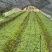 白芨种苗货源充足量大从优质量保证欢迎咨询