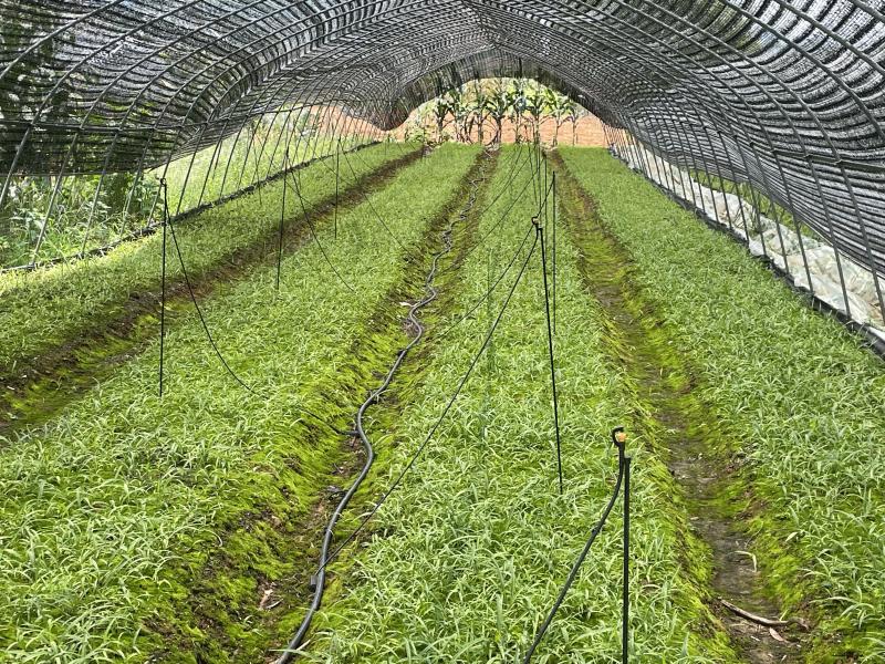 白芨种苗货源充足量大从优质量保证欢迎咨询