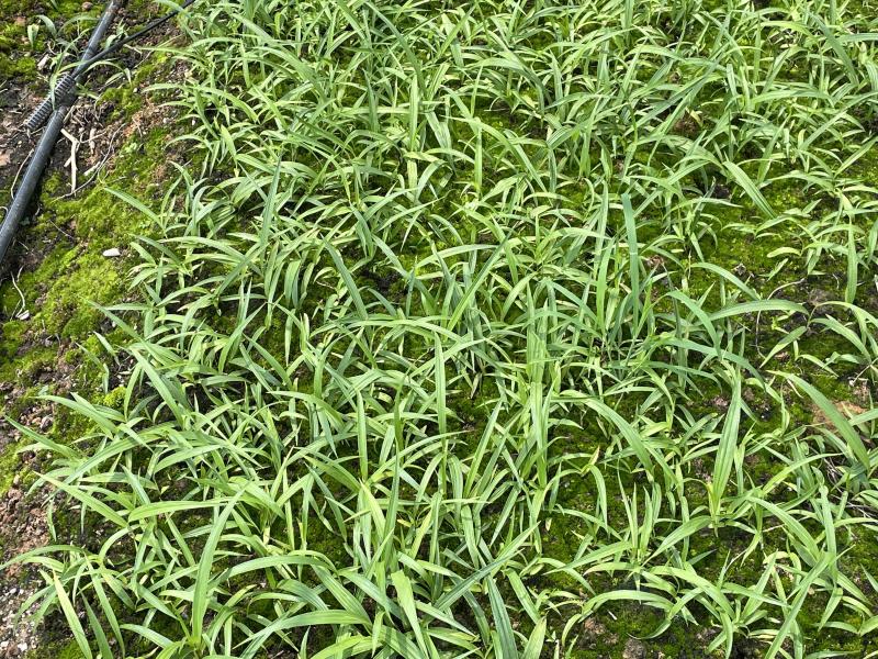 白芨种苗货源充足量大从优质量保证欢迎咨询