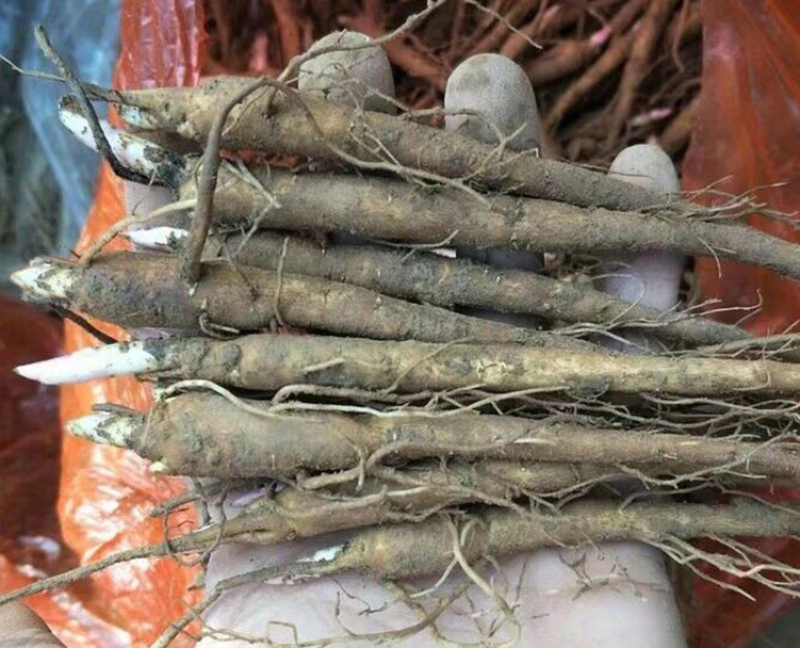 白芍大量上市货源充足量大从优质量保证欢迎咨询