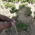 白芍大量上市货源充足量大从优质量保证欢迎咨询