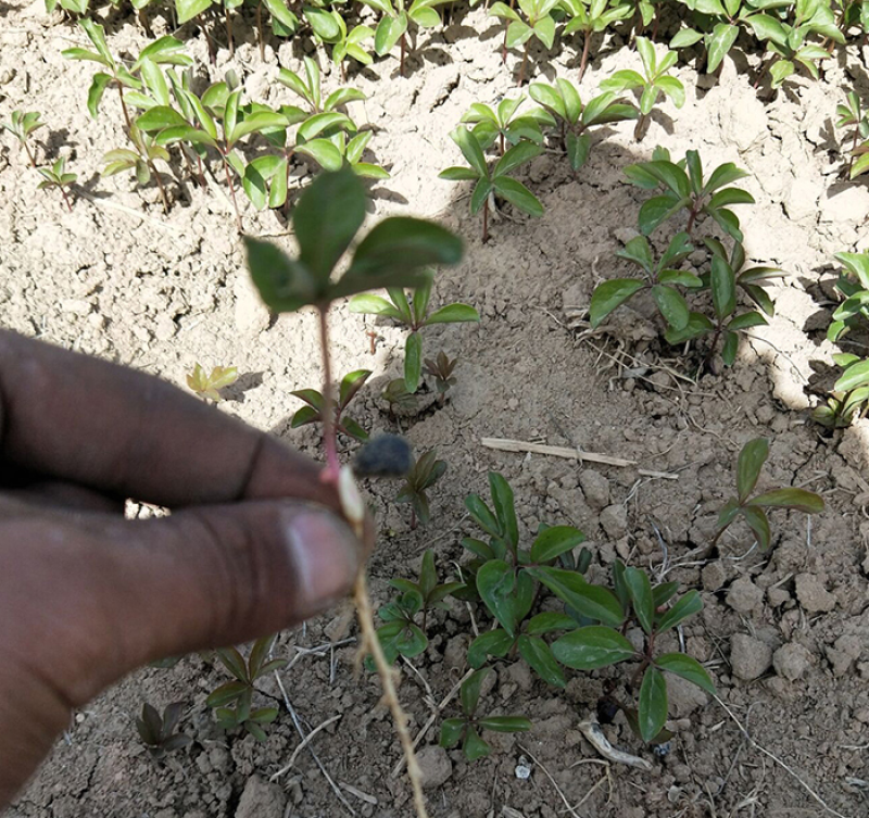 白芍大量上市货源充足量大从优质量保证欢迎咨询