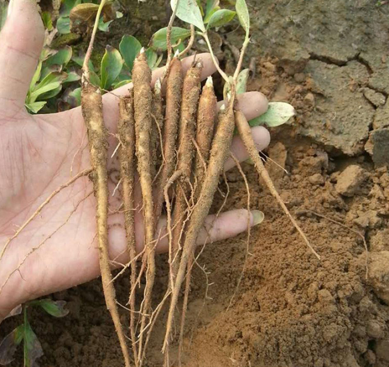 白芍大量上市货源充足量大从优质量保证欢迎咨询