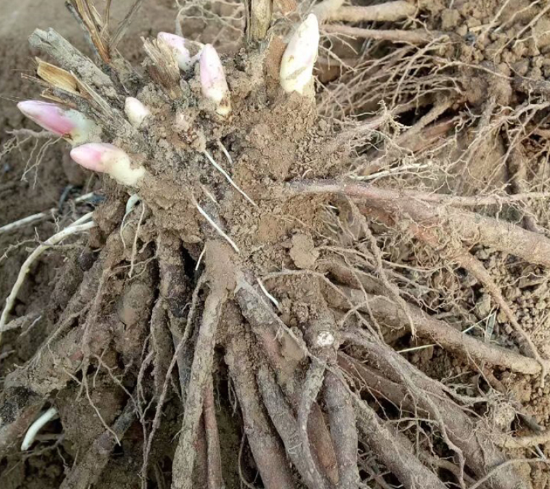 白芍大量上市货源充足量大从优质量保证欢迎咨询