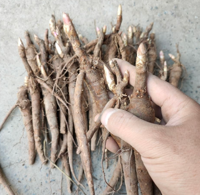 白芍大量上市货源充足量大从优质量保证欢迎咨询