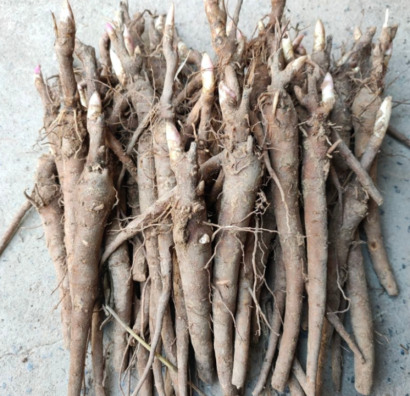 白芍大量上市货源充足量大从优质量保证欢迎咨询