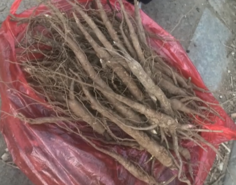 白芍大量上市货源充足量大从优质量保证欢迎咨询