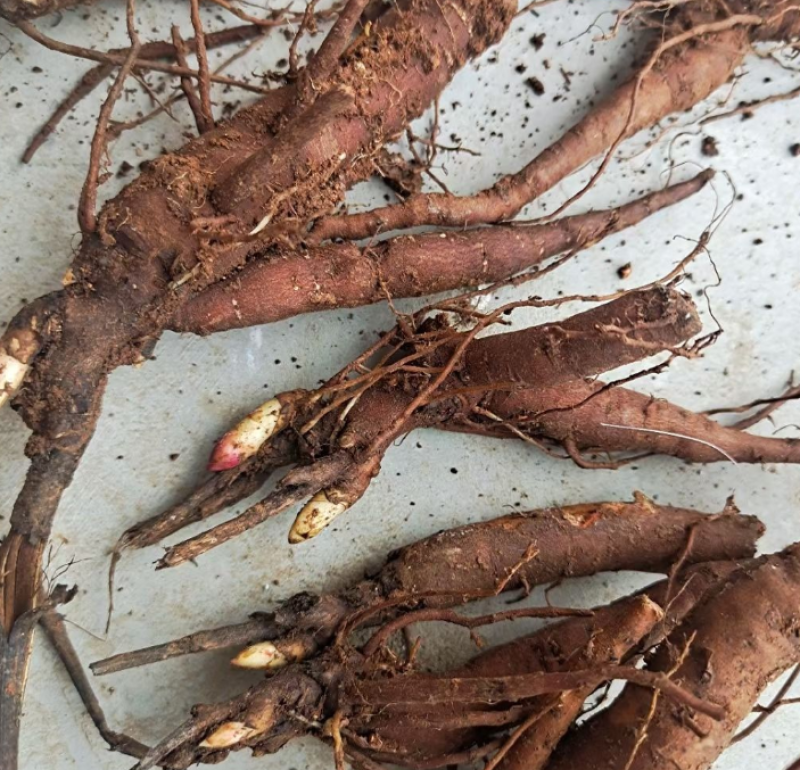白芍大量上市货源充足量大从优质量保证欢迎咨询