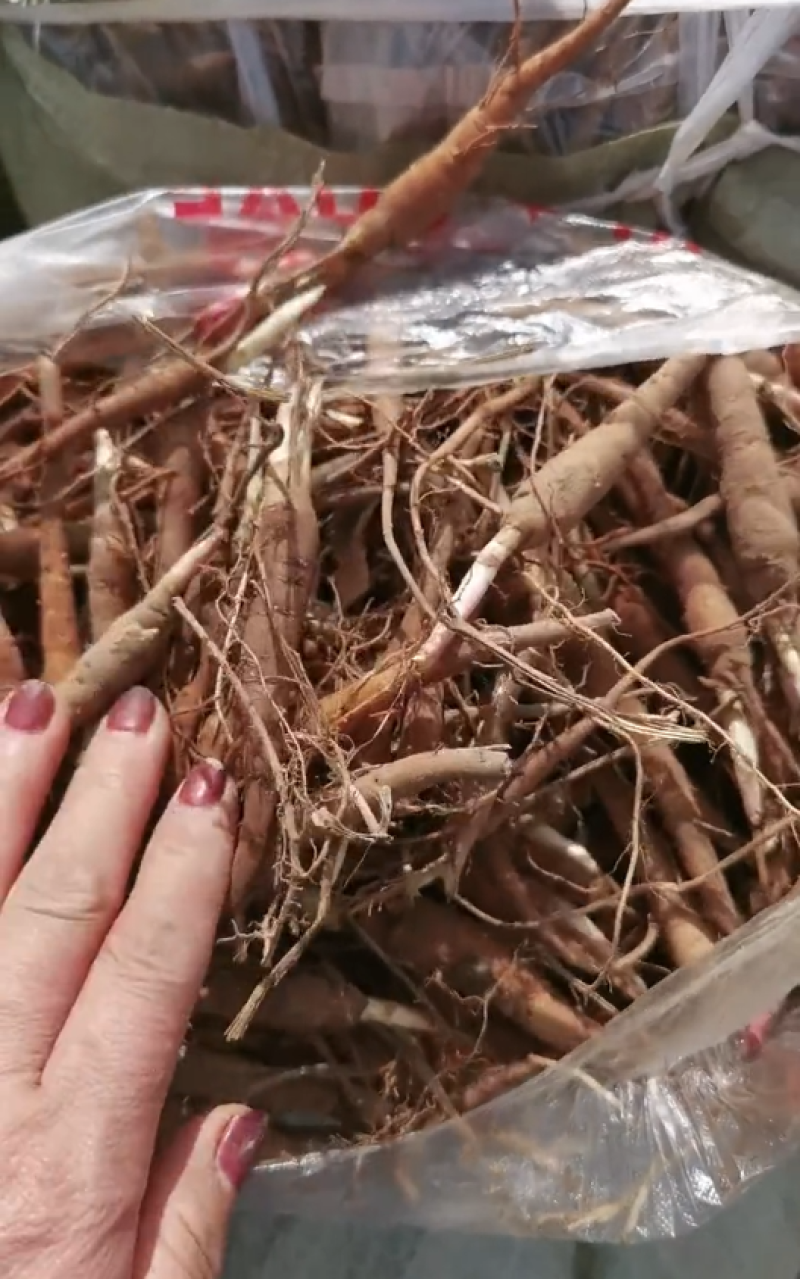 白芍大量上市货源充足量大从优质量保证欢迎咨询