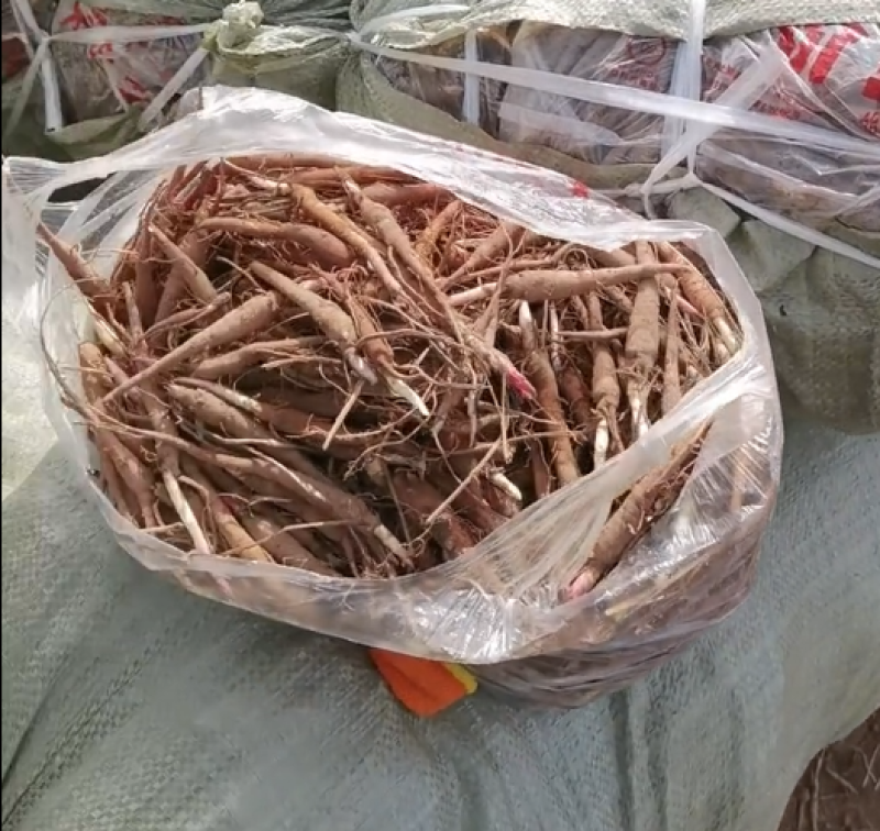 白芍大量上市货源充足量大从优质量保证欢迎咨询
