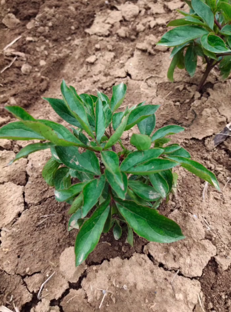 白芍大量上市货源充足量大从优质量保证欢迎咨询