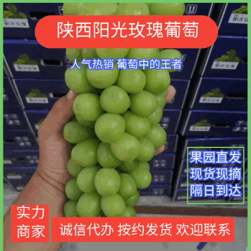 阳光玫瑰大量上市中!产地直销,一手货源,可以代发