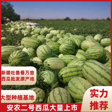 【视频看货】西瓜/安农二号/新疆基地直发全国市场欢迎电联