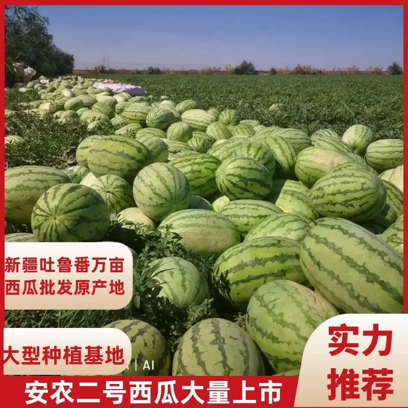 【视频看货】西瓜/安农二号/新疆基地直发全国市场欢迎电联