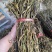 新货精品干豆角大量供货全国发货欢迎选购