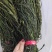 新货精品干豆角大量供货全国发货欢迎选购