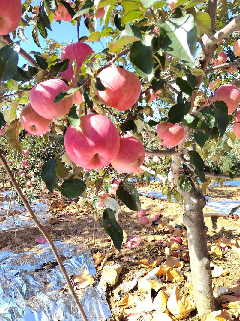 绥中寒富苹果产地货源大量供应全国发货可视频看货