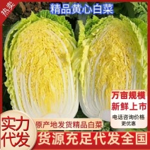 [来电补贴]精品玲珑黄白菜黄心白菜各种规格代发全国