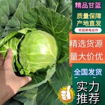 [首单补贴]河北甘蓝精品中甘甘蓝质量保证可实地考察