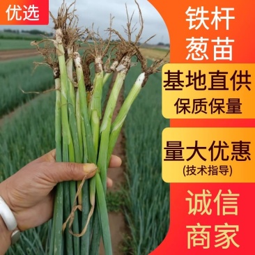 山东葱苗铁杆大葱苗基地直供品种齐全技术指导量大优惠