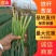 山东葱苗铁杆大葱苗基地直供品种齐全技术指导量大优惠