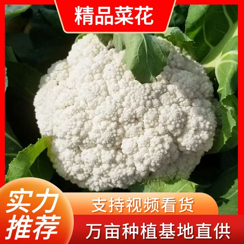 菜花，甘肃定西安定区松花菜，白面青梗松花菜品质好价格实惠