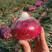 朝豊一号紫洋葱种子早熟特抗病半高桩进口紫皮洋葱种子